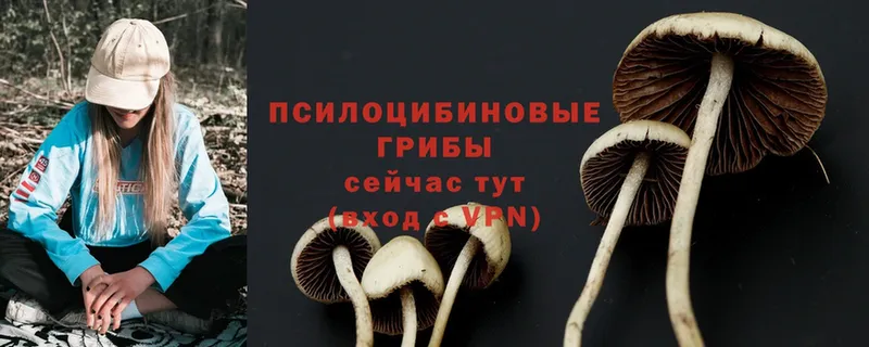 Галлюциногенные грибы Psilocybine cubensis  Давлеканово 